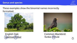 Explanation
Common Blackbird:
Turdus Merula
English Oak:
quercus Robur
These examples show the binomial names incorrectly
formatted.
Genus and species
 