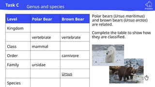 Practice
Task C
Polar bears (Ursus maritimus)
and brown bears (Ursus arctos)
are related.
Complete the table to show how
they are classified.
Level Polar Bear Brown Bear
Kingdom
vertebrate vertebrate
Class mammal
Order carnivore
Family ursidae
Ursus
Species
Genus and species
 