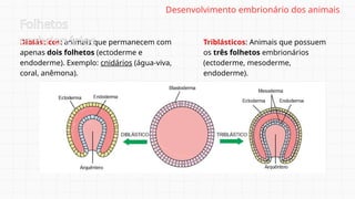 Diblásticos: animais que permanecem com
apenas dois folhetos (ectoderme e
endoderme). Exemplo: cnidários (água-viva,
coral, anêmona).
Folhetos
embrionários Triblásticos: Animais que possuem
os três folhetos embrionários
(ectoderme, mesoderme,
endoderme).
Desenvolvimento embrionário dos animais
 