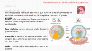 Nos vertebrados aparecem estruturas que auxiliam o desenvolvimento do
embrião: os anexos embrionários. Nos répteis e nas aves há quatro
anexos:
Anexos
embrionários
Âmnio: bolsa que contém um líquido que protege o
embrião contra choques mecânicos e evita sua
desidratação.
Saco vitelínico: contém alimento (vitelo) de reserva
para o embrião.
Alantoide: acumula as excretas do embrião, retira
oxigênio do ar, elimina gás carbônico e retira cálcio
da casca do ovo.
Córion: protege, adere à casca do ovo e das trocas
gasosas.
Desenvolvimento embrionário dos animais
 