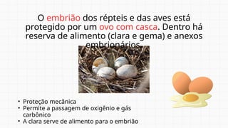 O embrião dos répteis e das aves está
protegido por um ovo com casca. Dentro há
reserva de alimento (clara e gema) e anexos
embrionários.
• Proteção mecânica
• Permite a passagem de oxigênio e gás
carbônico
• A clara serve de alimento para o embrião
 