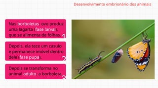 Nas borboletas: ovo produz
uma lagarta (fase larval),
que se alimenta de folhas.
Depois, ela tece um casulo
e permanece imóvel dentro
dele (fase pupa).
Depois se transforma no
animal adulto: a borboleta.
Desenvolvimento embrionário dos animais
1
2
3
 