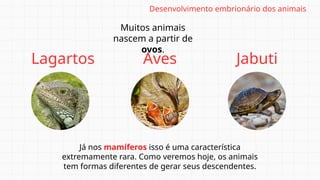 Muitos animais
nascem a partir de
ovos.
Lagartos Aves Jabuti
Já nos mamíferos isso é uma característica
extremamente rara. Como veremos hoje, os animais
tem formas diferentes de gerar seus descendentes.
Desenvolvimento embrionário dos animais
 