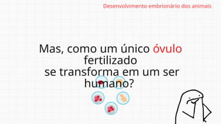 Mas, como um único óvulo
fertilizado
se transforma em um ser
humano?
Desenvolvimento embrionário dos animais
 
