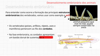• Os vertebrados (peixes, anfíbios, répteis, aves e
mamíferos) pertencem ao filo dos cordados.
• Na fase embrionária, os cordados apresentam
um bastão dorsal de sustentação: a
NOTOCORDA.
Desenvolvimento embrionário
Desenvolvimento embrionário dos animais
Para entender como ocorre a formação das principais estruturas
embrionárias dos vertebrados, vamos usar como exemplo o anfioxo.
animal pequeno que
vive no mar, quase
sempre enterrado na
areia
 