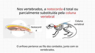 Nos vertebrados, a notocorda é total ou
parcialmente substituída pela coluna
vertebral
O anfioxo pertence ao filo dos cordados, junto com os
vertebrados.
Notocord
a
Coluna
vertebral
 