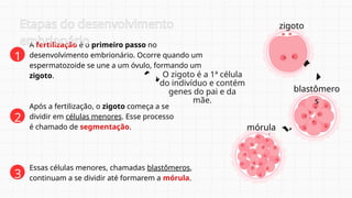 O zigoto é a 1ª célula
do indivíduo e contém
genes do pai e da
mãe.
A fertilização é o primeiro passo no
desenvolvimento embrionário. Ocorre quando um
espermatozoide se une a um óvulo, formando um
zigoto.
Após a fertilização, o zigoto começa a se
dividir em células menores. Esse processo
é chamado de segmentação.
1
2
Essas células menores, chamadas blastômeros,
continuam a se dividir até formarem a mórula.
3
Etapas do desenvolvimento
embrionário
zigoto
blastômero
s
mórula
 