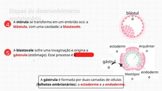 A mórula se transforma em um embrião oco: a
blástula, com uma cavidade: a blastocele.
A blastocele sofre uma invaginação e origina a
gástrula (estômago). Esse processo é a
gastrulação.
4
5
Etapas do desenvolvimento
embrionário
A gástrula é formada por duas camadas de células
(folhetos embrionários): a ectoderme e a endoderme.
blástul
a
ectoderm
e
endoderm
e
blastópor
o
Arquênter
o
gástrul
a
 