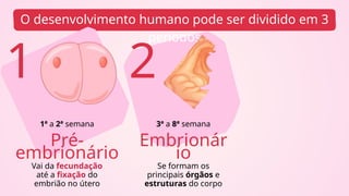 O desenvolvimento humano pode ser dividido em 3
períodos
1
Pré-
embrionário
Embrionár
io
2
1ª a 2ª semana 3ª a 8ª semana
Vai da fecundação
até a fixação do
embrião no útero
Se formam os
principais órgãos e
estruturas do corpo
 