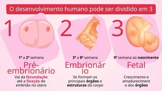 O desenvolvimento humano pode ser dividido em 3
períodos
1
Pré-
embrionário
Embrionár
io
Fetal
2 3
1ª a 2ª semana 3ª a 8ª semana 9ª semana ao nascimento
Vai da fecundação
até a fixação do
embrião no útero
Se formam os
principais órgãos e
estruturas do corpo
Crescimento e
amadureciment
o dos órgãos
 