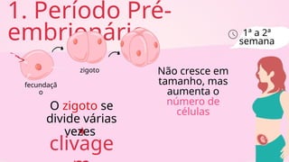 clivage
1. Período Pré-
embrionário
O zigoto se
divide várias
vezes
Não cresce em
tamanho, mas
aumenta o
número de
células
1ª a 2ª
semana
fecundaçã
o
zigoto
 