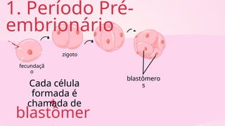 blastômer
fecundaçã
o
zigoto
1. Período Pré-
embrionário
Cada célula
formada é
chamada de
blastômero
s
 