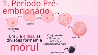 Morul Slide - Desenvolvimento embrionário humano - Biologia.pptx