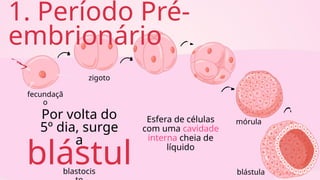 fecundaçã
o
zigoto
mórula
blástula
1. Período Pré-
embrionário
Por volta do
5º dia, surge
a
blástul
blastocis
Esfera de células
com uma cavidade
interna cheia de
líquido
 