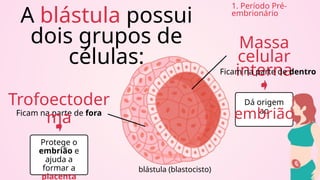 Dá origem
ao
embrião
1. Período Pré-
embrionário
blástula (blastocisto)
A blástula possui
dois grupos de
células:
Ficam na parte de fora
Trofoectoder
ma
Massa
celular
interna
Ficam na parte de dentro
Protege o
embrião e
ajuda a
formar a
placenta
 