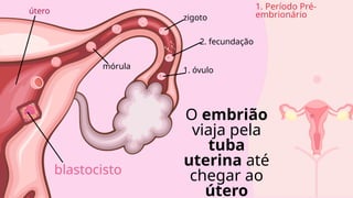 1. óvulo
2. fecundação
zigoto
mórula
blastocisto
útero
O embrião
viaja pela
tuba
uterina até
chegar ao
útero
1. Período Pré-
embrionário
 