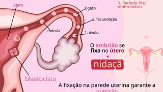 1. óvulo
2. fecundação
zigoto
mórula
blastocisto
útero
nidaçã
o
O embrião se
fixa no útero
1. Período Pré-
embrionário
A fixação na parede uterina garante a
 
