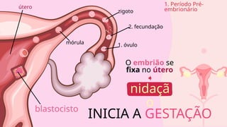 1. óvulo
2. fecundação
zigoto
mórula
blastocisto
útero
nidaçã
o
O embrião se
fixa no útero
INICIA A GESTAÇÃO
1. Período Pré-
embrionário
 