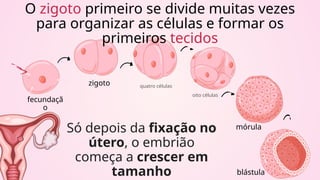 fecundaçã
o
zigoto
mórula
blástula
Só depois da fixação no
útero, o embrião
começa a crescer em
tamanho
quatro células
oito células
O zigoto primeiro se divide muitas vezes
para organizar as células e formar os
primeiros tecidos
 