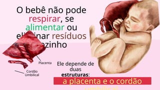 O bebê não pode
respirar, se
alimentar ou
eliminar resíduos
sozinho
a placenta e o cordão
Ele depende de
duas
estruturas:
Cordão
Umbilical
Placenta
 
