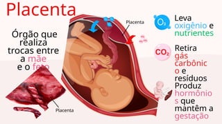 Órgão que
realiza
trocas entre
a mãe
e o feto
Placenta
Leva
oxigênio e
nutrientes
Retira
gás
carbônic
o e
resíduos
Produz
hormônio
s que
mantêm a
gestação
Placenta
Placenta
 