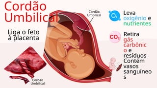 Liga o feto
à placenta
Cordão
Umbilical Leva
oxigênio e
nutrientes
Retira
gás
carbônic
o e
resíduos
Contém
vasos
sanguíneo
s
Cordão
Umbilical
Cordão
Umbilical
 