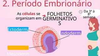 2. Período Embrionário
FOLHETOS
GERMINATIVO
S
Da 3ª à
8ª
semana
As células se
organizam em
Ectoderma
Mesoderm
Endoderma
 