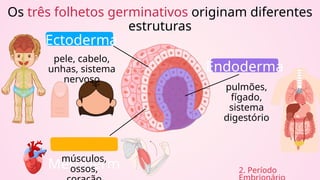Ectoderma
Mesoderm
Endoderma
pele, cabelo,
unhas, sistema
nervoso
músculos,
ossos,
pulmões,
fígado,
sistema
digestório
Os três folhetos germinativos originam diferentes
estruturas
2. Período
 