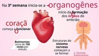 organogênes
e
2. Período
Na 3ª semana inicia-se a
início da formação
dos órgãos do
embrião
começa a funcionar
coraçã
o
Batimentos:
cerca de 150
vezes por
minuto
Estruturas do
sistema
nervoso
começam a
se formar
 