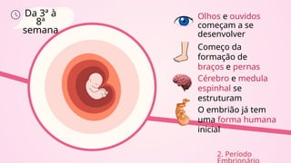 Da 3ª à
8ª
semana
Começo da
formação de
braços e pernas
Olhos e ouvidos
começam a se
desenvolver
Cérebro e medula
espinhal se
estruturam
O embrião já tem
uma forma humana
inicial
2. Período
 