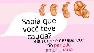 Sabia que
você teve
cauda?
ela surge e desaparece
no período
embrionário
 