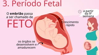 3. Período Fetal
FETO
a partir
da 9º
semana
O embrião passa
a ser chamado de
os órgãos se
desenvolvem e
amadurecem
Crescimento
rápido
 