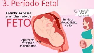 3. Período Fetal
FETO
a partir
da 9º
semana
O embrião passa
a ser chamado de
Aparecem
reflexos e
movimentos
Sentidos:
tato, audição,
visão
 