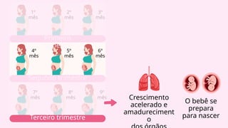 Primeiro
trimestre
1º
mês
2º
mês
3º
mês
4º
mês
5º
mês
6º
mês
7º
mês
8º
mês
9º
mês Crescimento
acelerado e
amadureciment
o
O bebê se
prepara
para nascer
Segundo trimestre
Terceiro trimestre
 