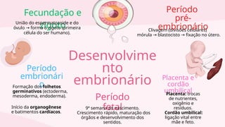 Desenvolvime
nto
embrionário
Fecundação e
zigoto
Período
pré-
embrionário
União do espermatozoide e do
óvulo forma o zigoto (primeira
→
célula do ser humano).
Clivagem (divisões celulares)
mórula blastocisto fixação no útero.
→ →
Período
embrionári
o
Placenta e
cordão
umbilical
Formação dos folhetos
germinativos (ectoderma,
mesoderma, endoderma). Placenta: trocas
de nutrientes,
oxigênio e
resíduos.
Cordão umbilical:
ligação vital entre
mãe e feto.
Período
fetal
9ª semana ao nascimento.
Crescimento rápido, maturação dos
órgãos e desenvolvimento dos
sentidos.
Início da organogênese
e batimentos cardíacos.
 