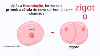 Após a fecundação, forma-se a
primeira célula do novo ser humano,
chamada
zigot
o
zigoto
óvulo
espermatozoide
 