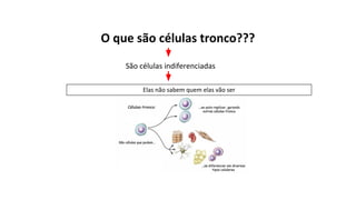 O que são células tronco???
São células indiferenciadas
Elas não sabem quem elas vão ser
 