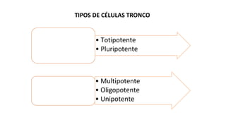 • Totipotente
• Pluripotente
Células tronco
embrionárias
(0 a 5 dias de vida)
• Multipotente
• Oligopotente
• Unipotente
Células tronco adultas
(6º dia em diante)
TIPOS DE CÉLULAS TRONCO
 