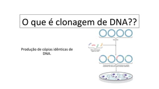 O que é clonagem de DNA??
Produção de cópias idênticas de
DNA.
 