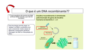 O que é um DNA recombinante??
É uma sequência de trechos de DNA
artificial (DNA inserido, que não foi
herdado).
Essa tecnologia permite pegar um
“pedaço” do DNA e combiná-lo com
outro, produzindo muitas cópias de
diferentes combinações genéticas
(Clonagem de DNA ou manipulação de
DNA).
 