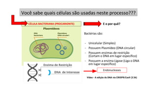 Você sabe quais células são usadas neste processo???
E o por quê?
Bactérias são:
- Unicelular (Simples)
- Possuem Plasmídeo (DNA circular)
- Possuem enzimas de restrição
(Cortam o DNA em lugar específico)
- Possuem a enzima Ligase (Liga o DNA
em lugar específico)
CÉLULA BACTERIANA (PROCARIONTE)
Endonucleases
Vídeo - A edição do DNA via CRISPR/Cas9 (3:36)
 
