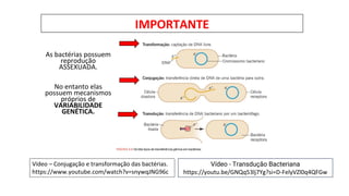 IMPORTANTE
As bactérias possuem
reprodução
ASSEXUADA.
No entanto elas
possuem mecanismos
próprios de
VARIABILIDADE
GENÉTICA.
Vídeo – Conjugação e transformação das bactérias.
https://www.youtube.com/watch?v=snywqJNG96c
Vídeo - Transdução Bacteriana
https://youtu.be/GNQq53lj7Yg?si=D-FelyVZl0q4QFGw
 