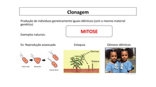 Clonagem
Produção de indivíduos geneticamente iguais idênticos (com o mesmo material
genético)
Exemplos naturais:
Ex: Reprodução assexuada Estaquia Gêmeos idênticos
MITOSE
 