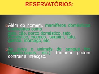 Além do homem, mamíferos domésticos
e silvestres como
gato, cão, porco doméstico, rato
doméstico, macaco, saguim, tatu,
gambá, morcego, etc.
As aves e animais de sangue frio
(lagarto,sapos, etc.) Também podem
contrair a infecção.
 