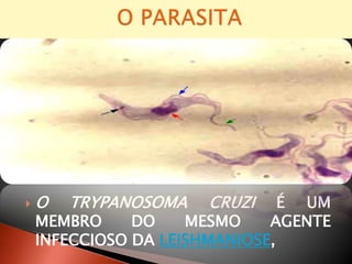  O TRYPANOSOMA CRUZI É UM
MEMBRO DO MESMO AGENTE
INFECCIOSO DA LEISHMANIOSE,
 