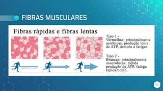 FIBRAS MUSCULARES
94
 
