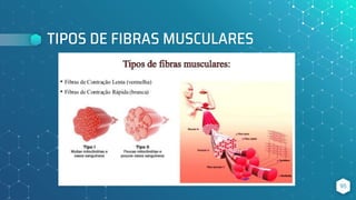 TIPOS DE FIBRAS MUSCULARES
95
 