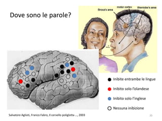 Salvatore Aglioti, Franco Fabro, Il cervello poliglotta …, 2003
Inibite entrambe le lingue
Inibito solo l’olandese
Inibito solo l’inglese
Nessuna inibizione
Dove sono le parole?
20
 