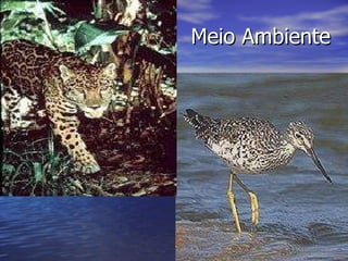 Meio Ambiente 