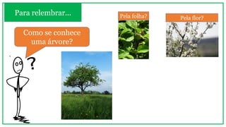 Para relembrar...
Como se conhece
uma árvore?
Pela folha? Pela flor?
 